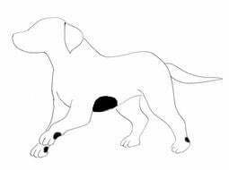 Chest Illustration Heart Ultrasound